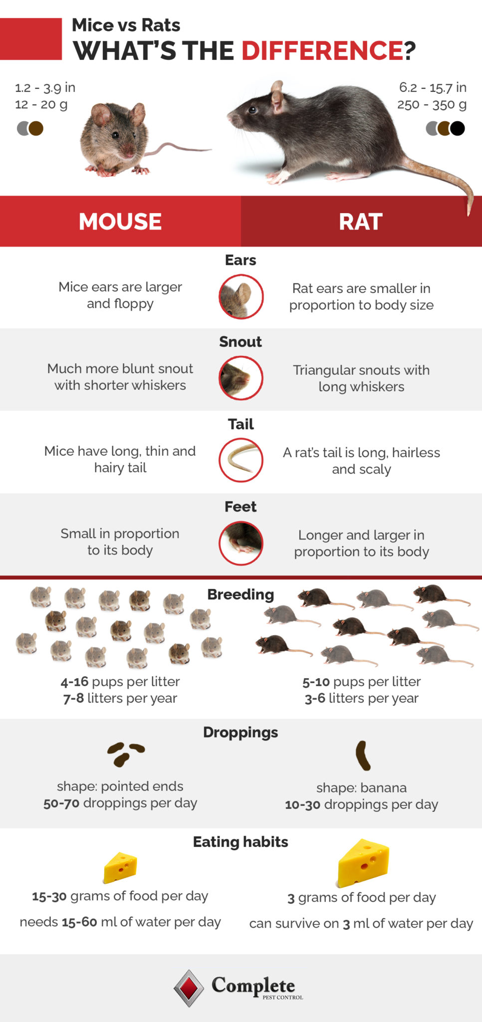 Mice versus rats infographic.