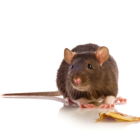 Rat eating a piece of fruit.
